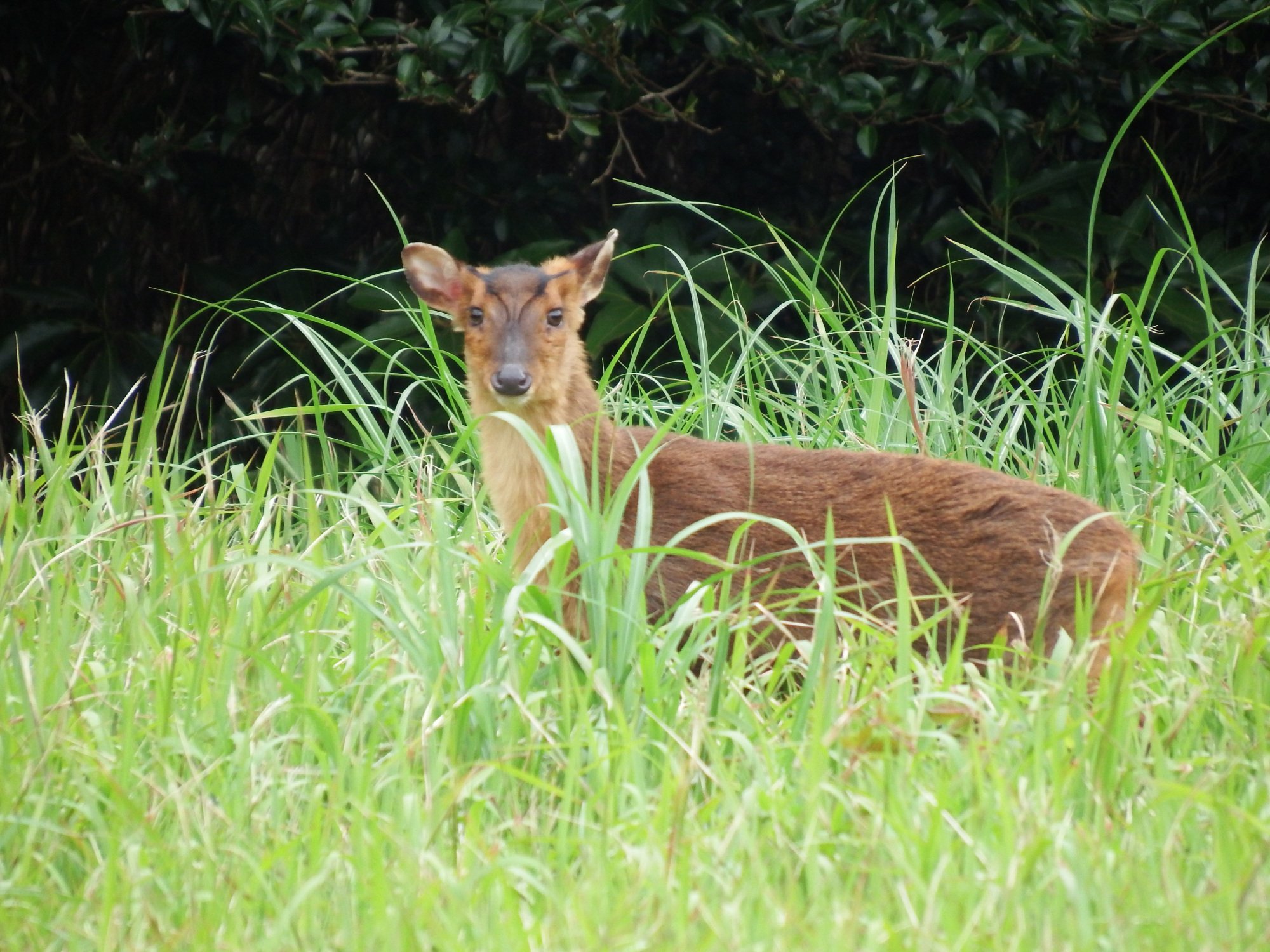 🏞️ 우바라 이상향(우바라 리소쿄) (미나미보소 국정공원) 이미지 5